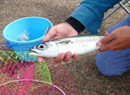 大サバ祭り開催！